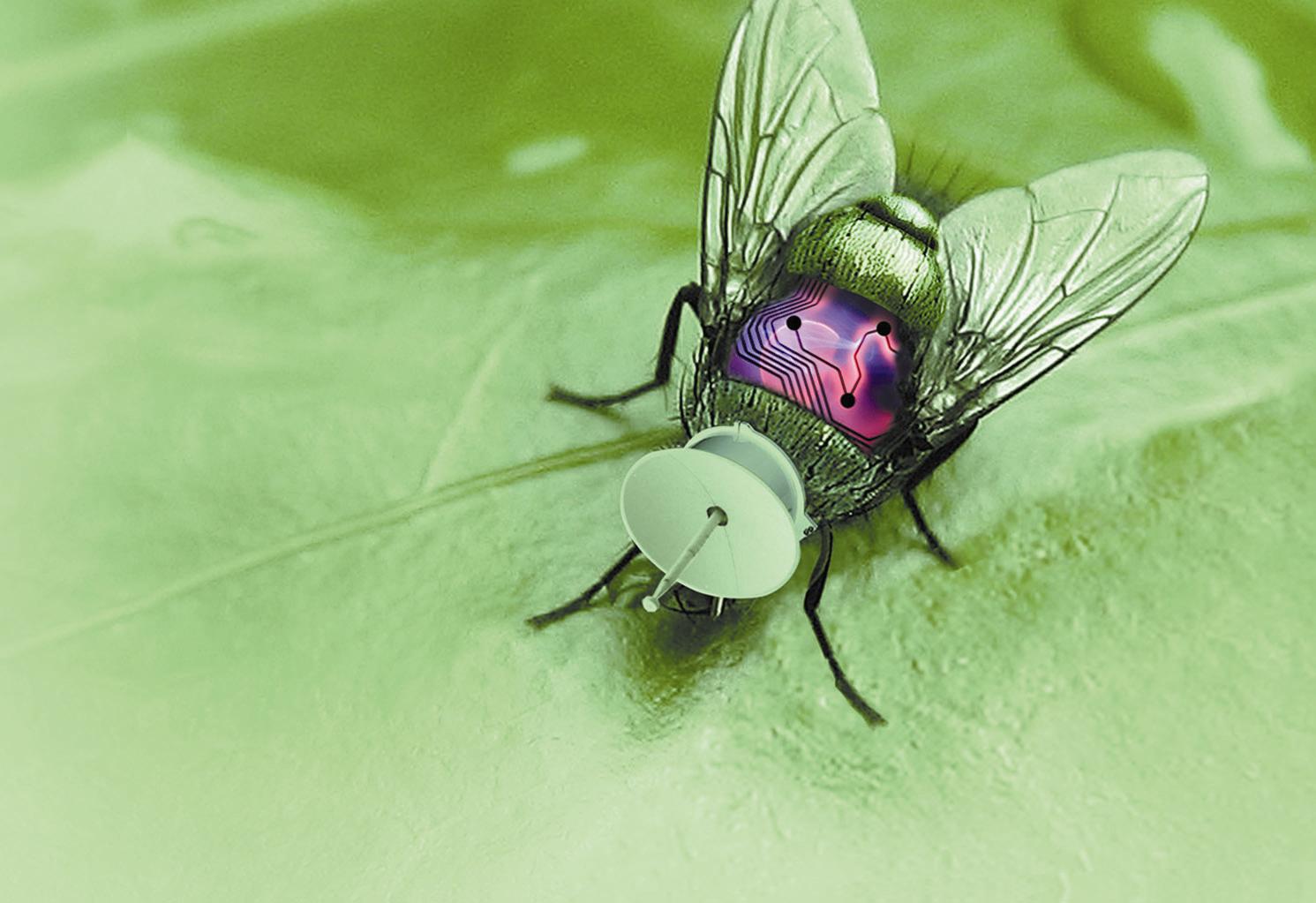 insect.jpeg